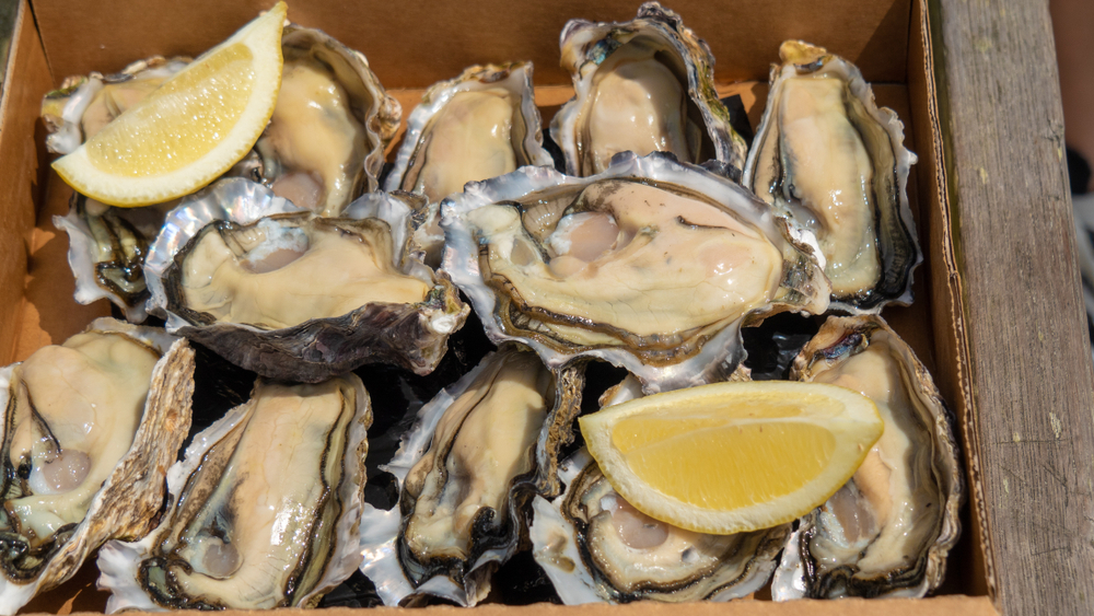 NZ Oyster Farms Feel Impact of Sewage Overflows