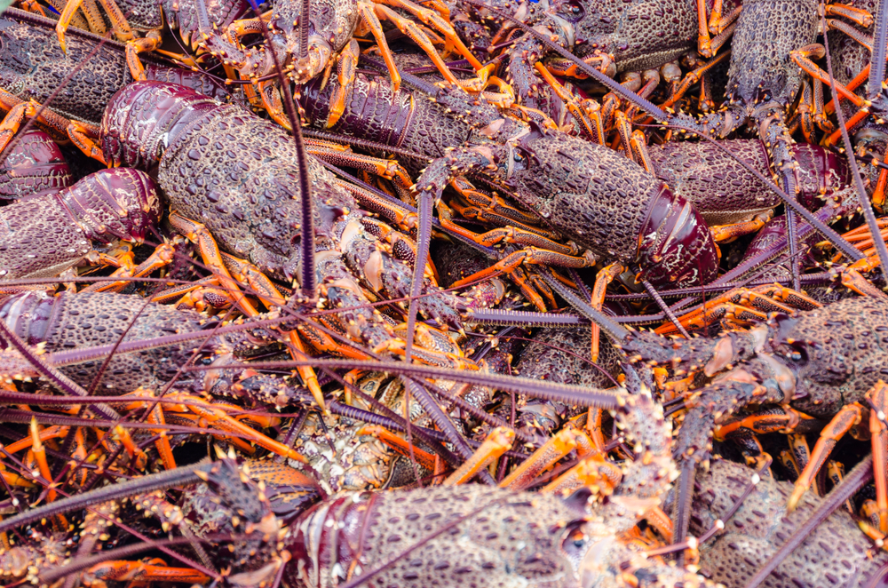 Crayfish Crisis Sparks Sweeping Ban