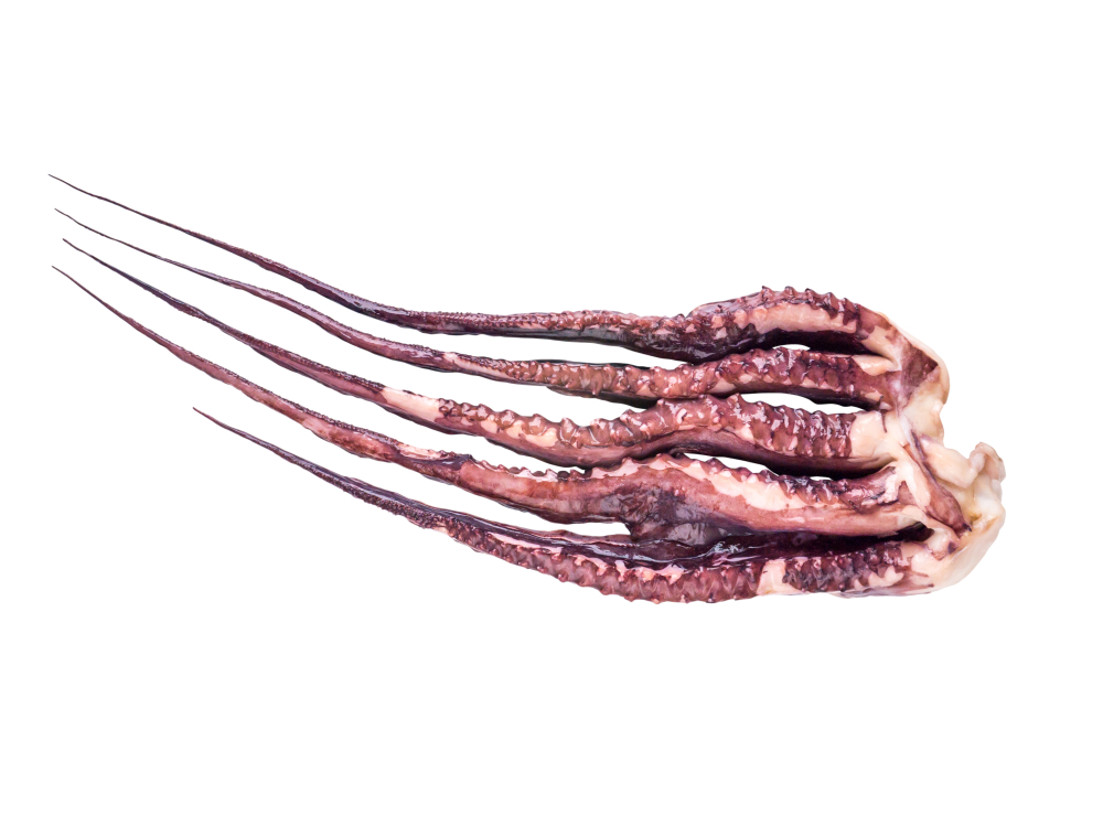 Intl Cooperation Sought to Protect Jumbo Squid