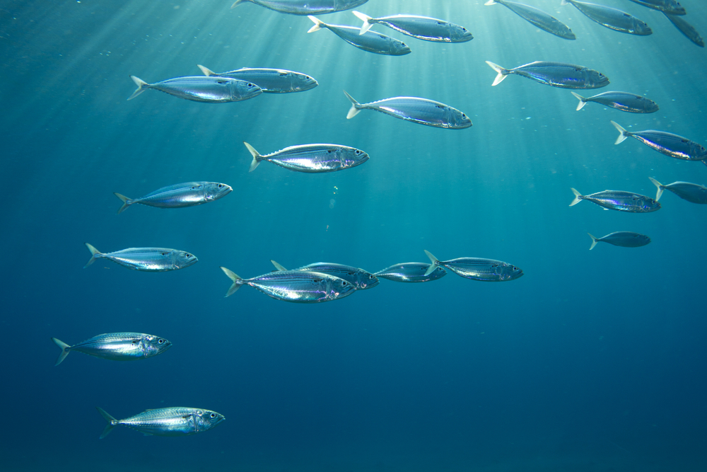 Reps. Magaziner, Pingree, and Amo Secure Funding for Ocean Weather Data