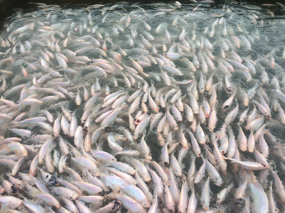 Vietnam’s Seafood Industry Achieves Sustainable Growth