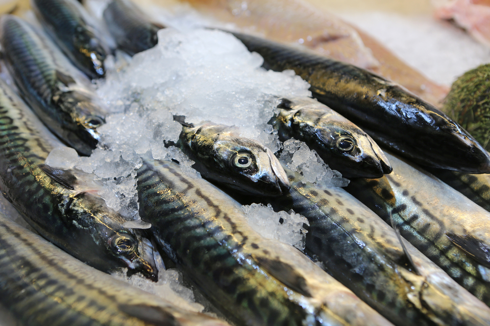 Skippers are Losing 100 Fishing Days Due to Climate Change