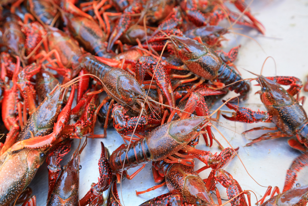 Crayfish Industry Enjoys Long-Term Prosperity in Chinas Hubei Province