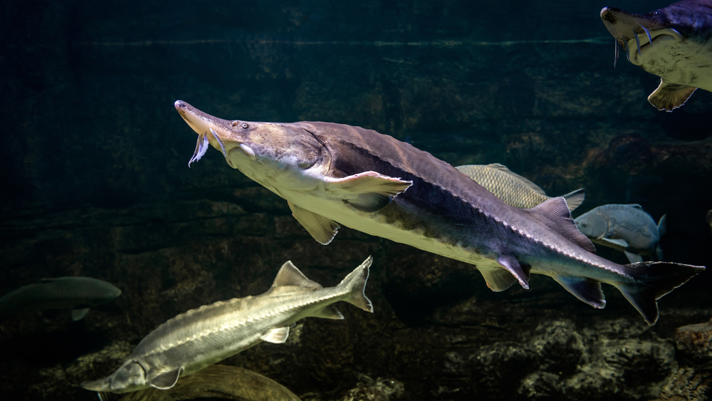 Russia and Caspian Countries Consider Extending Ban on Commercial Sturgeon Fishing in Caspian Sea