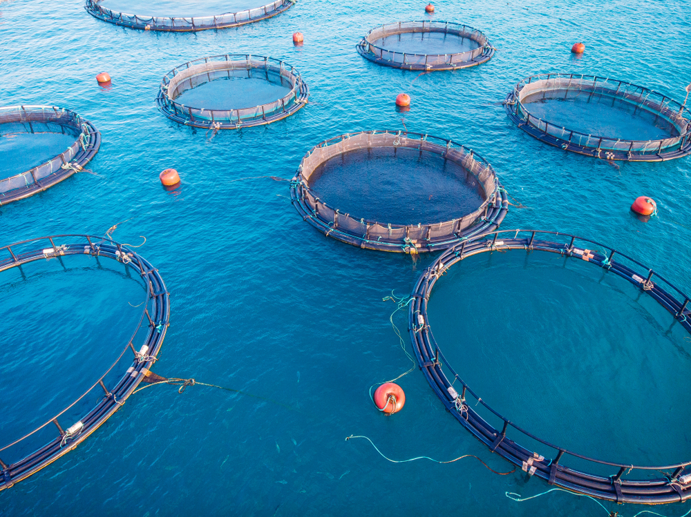 Nova Scotia Advocacy Group Takes Aim at Provinces Bid to Promote Open-net Fish Farms