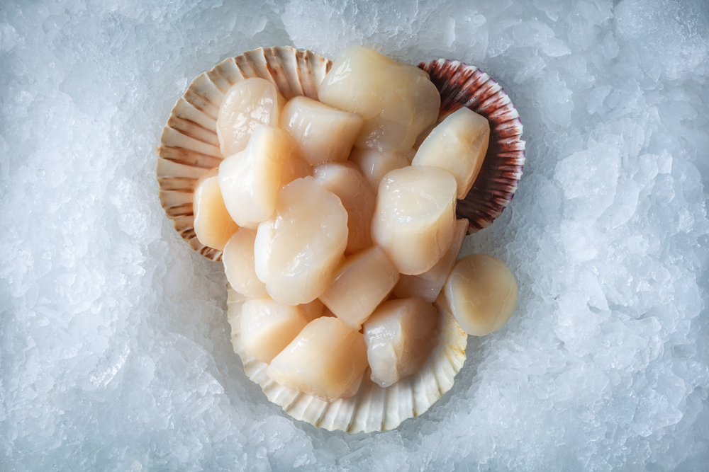 NEFMC Approves Scaled-Back Scallop Harvest Plan for 2025-26 Season