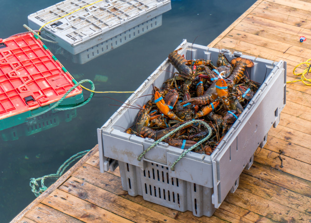 Amid Snow Crab Battle, FFAW Says Lobster Fishery Also Sits in Crisis Mode