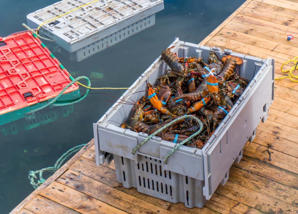 DFO Seizes $100K Worth of Lobsters in Nova Scotia