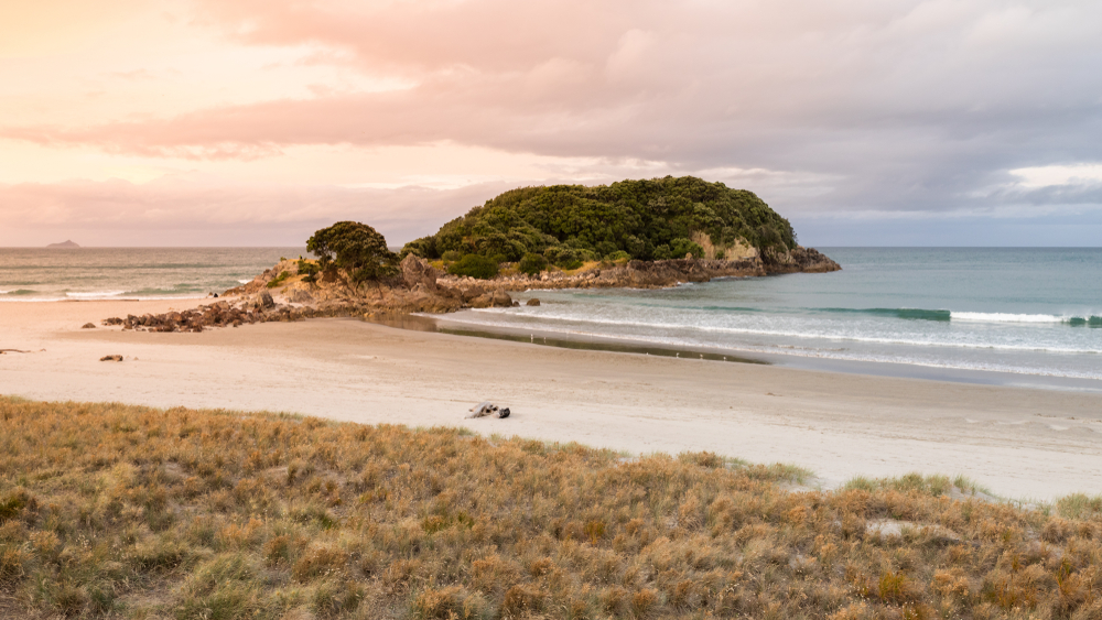 Deadly Toxin Alert Issued for Bay of Plenty Shellfish