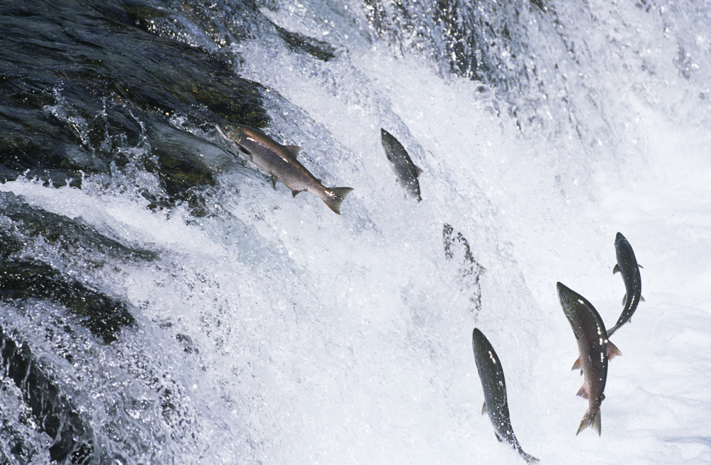 OPINION: More Bad News for Californias Fishing Communities