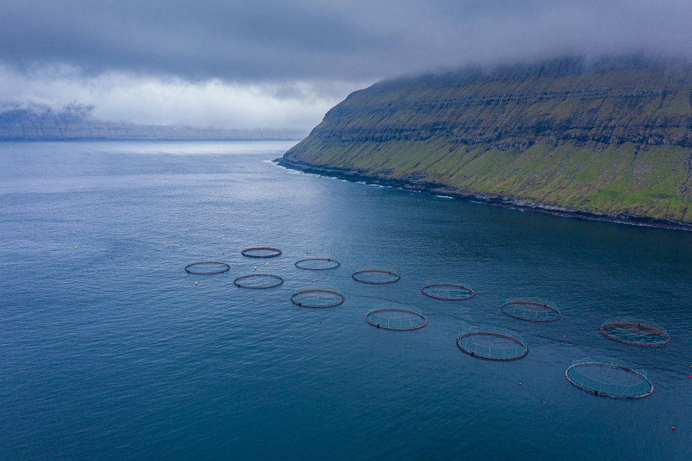 Faroe Islands Passes New Tax Plan for Salmon Farming Industry