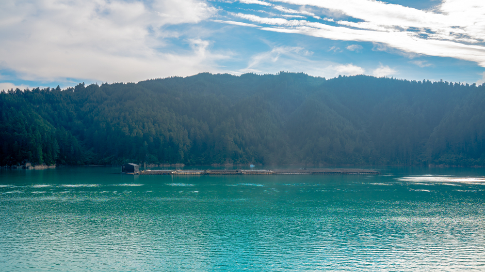 Years of Closures, Million in Losses: Oyester Farmers Stuck in Choppy Waters