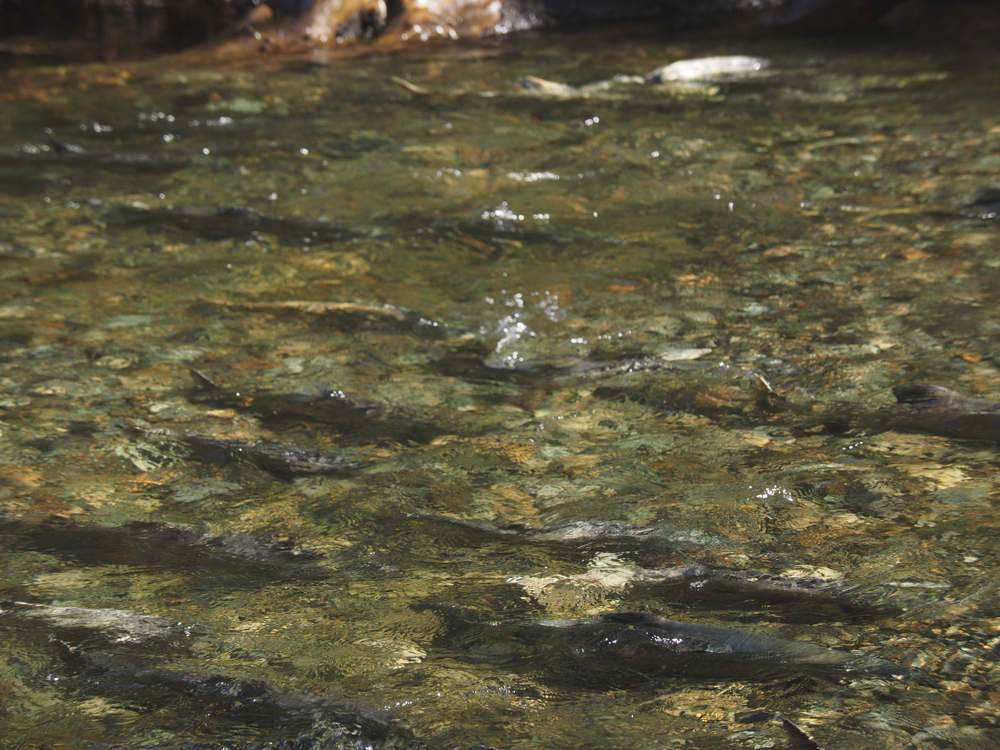 BC First Nations Raise Alarm Over Chilcotin River Landslide Risk