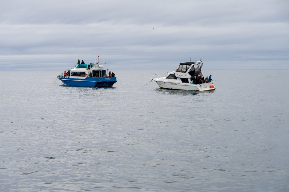 Russia Hopes for Rebound of Pollock Catch in Bering Sea