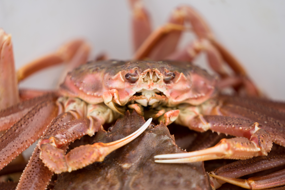 Russia Maintains Crab Exports to China as US Market Remains Closed