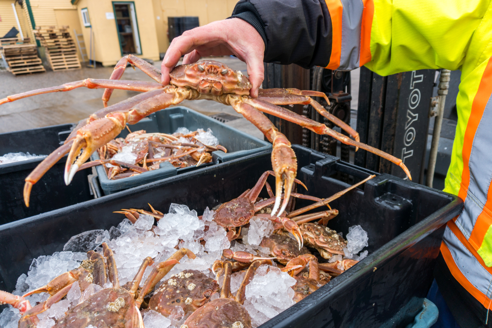 DFO Warns Newfoundland & Labrador Snow Crab Biomass Could Hit Historic Lows by 2028