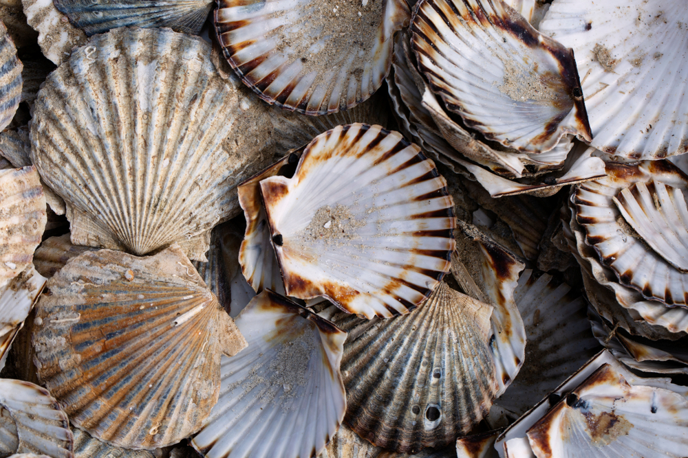 Massachusetts Fishermen Look to Access Waters Booming with Scallops