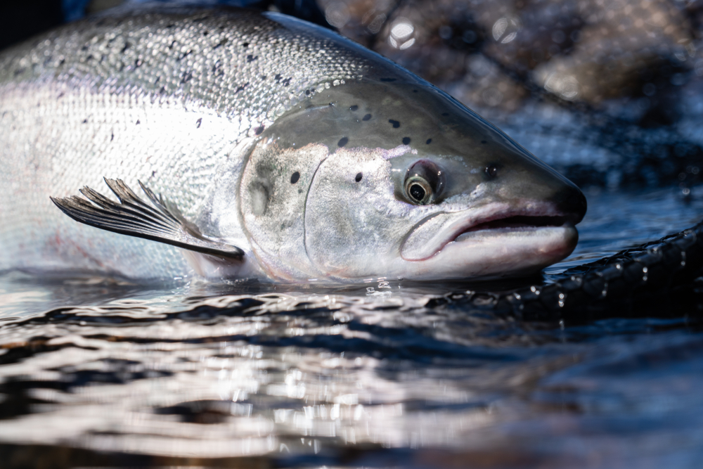 Mowi Makes Waves with Record-Breaking Quarter