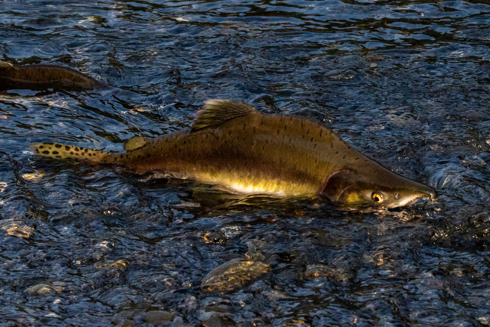 Why Too Many Pink Salmon in Snohomish County May Not Be a Good Thing