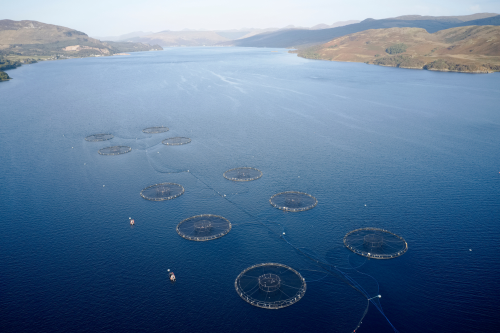 Record Survival Rates for Scottish Farmed Salmon Drive Export and Domestic Sales Growth