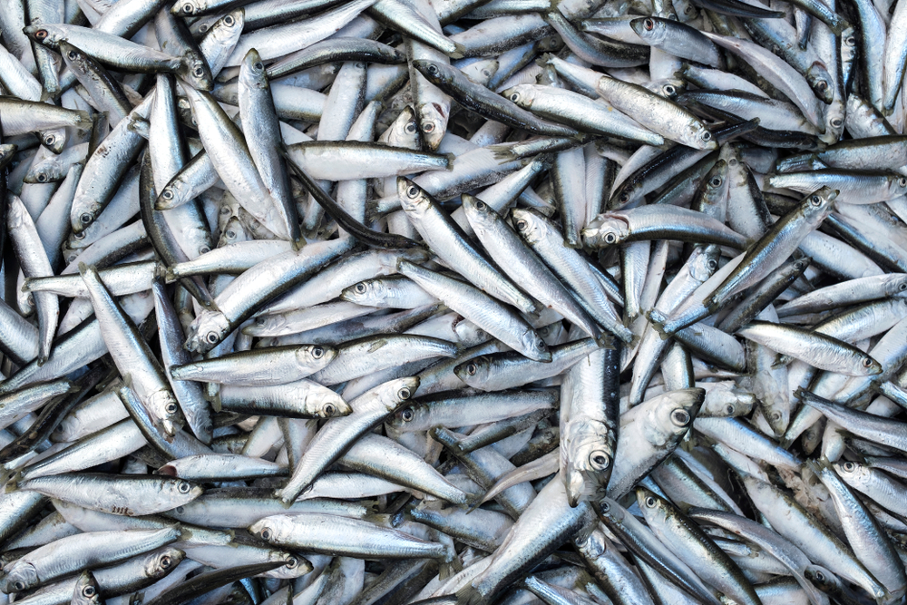 MSC Urges Governments to Agree to Quota Sharing Deal for Atlanto-Scandian Herring, Mackerel