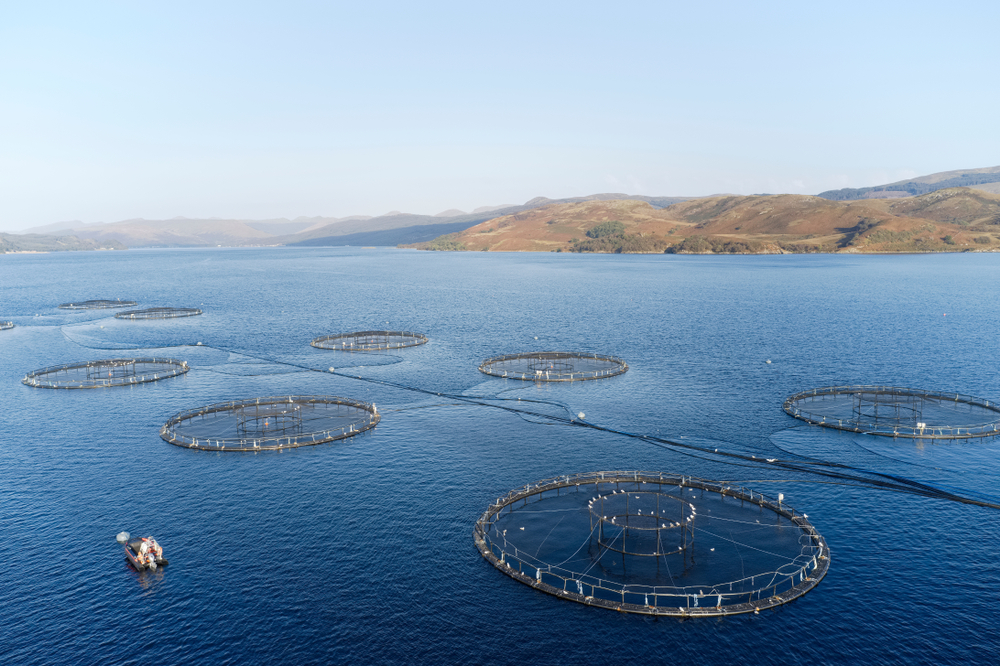 Greens Call for Stop to Licensing of New Scottish Salmon Farms