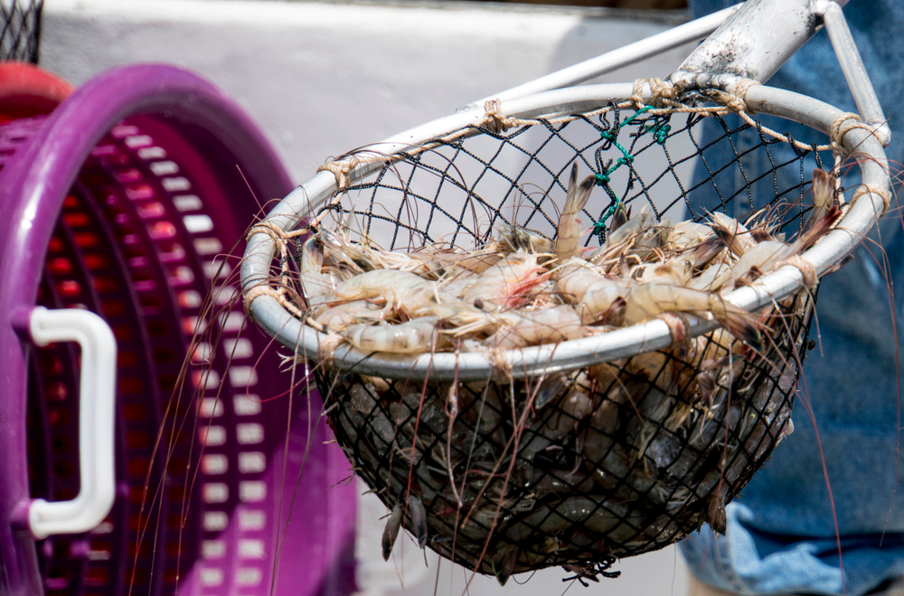 Indias Seafood Sector Expands Beyond US After Tariffs, Shrimp Exports Rise 18% in First Five Months