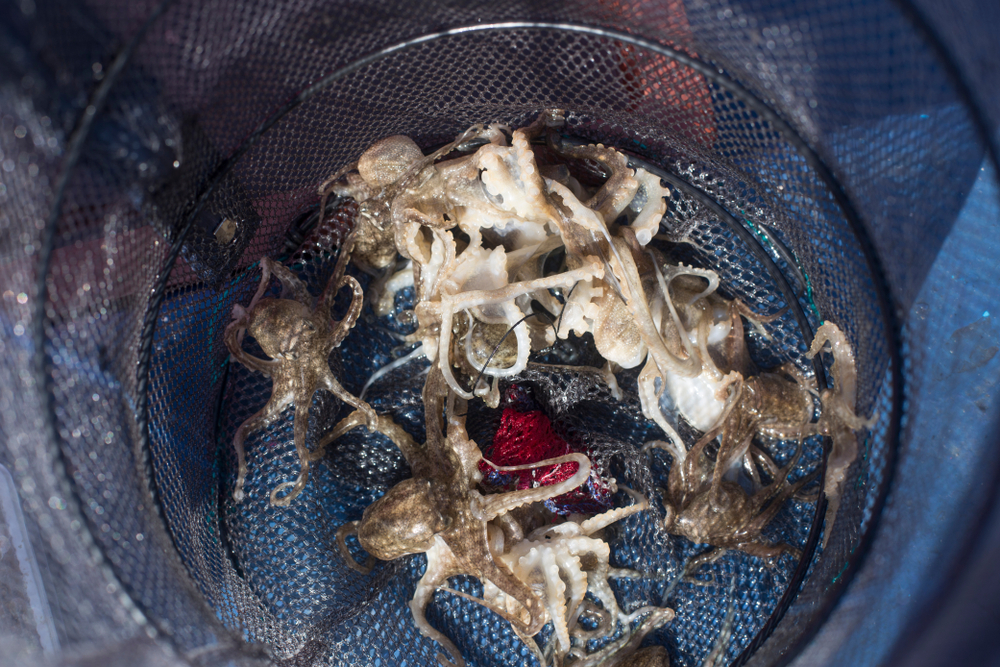 Bill Would Ban Octopus Farming in Massachusetts
