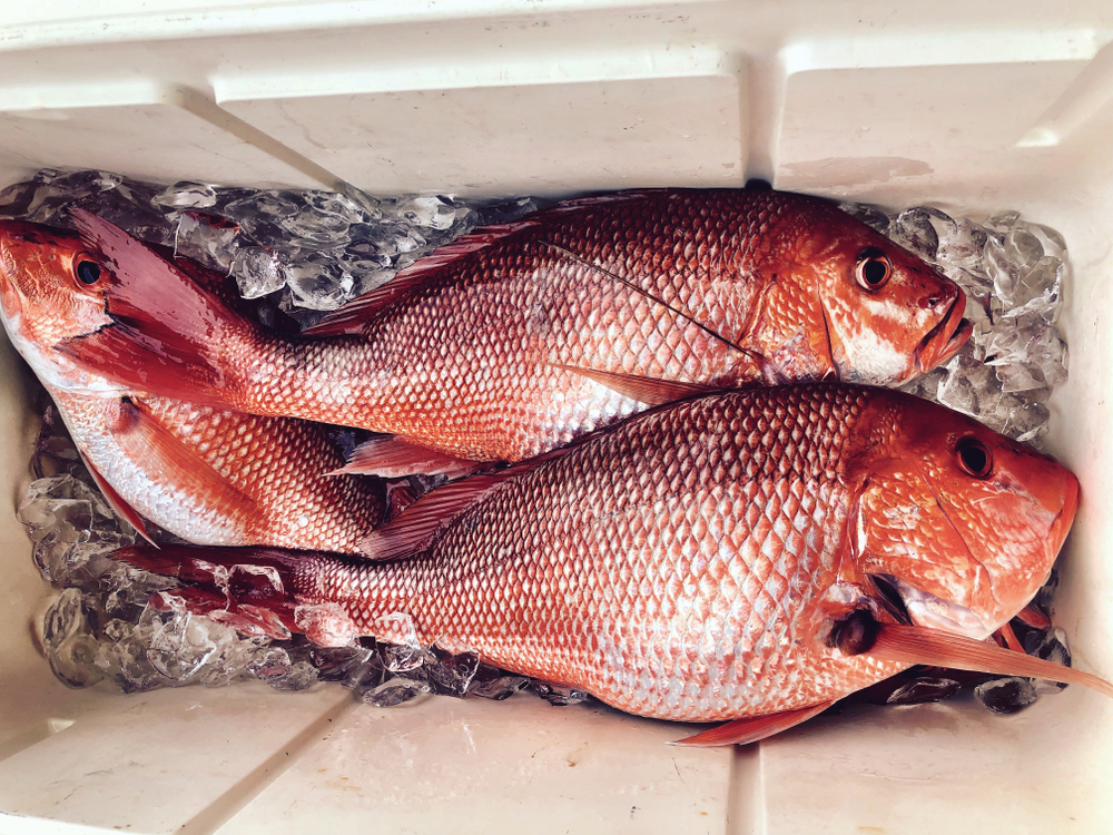 Commercial Fishermen Sue Again Over South Atlantic Red Snapper Permits