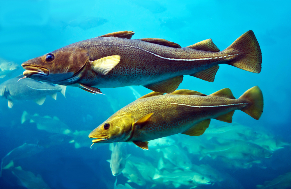 Farmed Cod Gets Aquaculture Stewardship Council Stamp, Offering Consistency for Retail and CPG