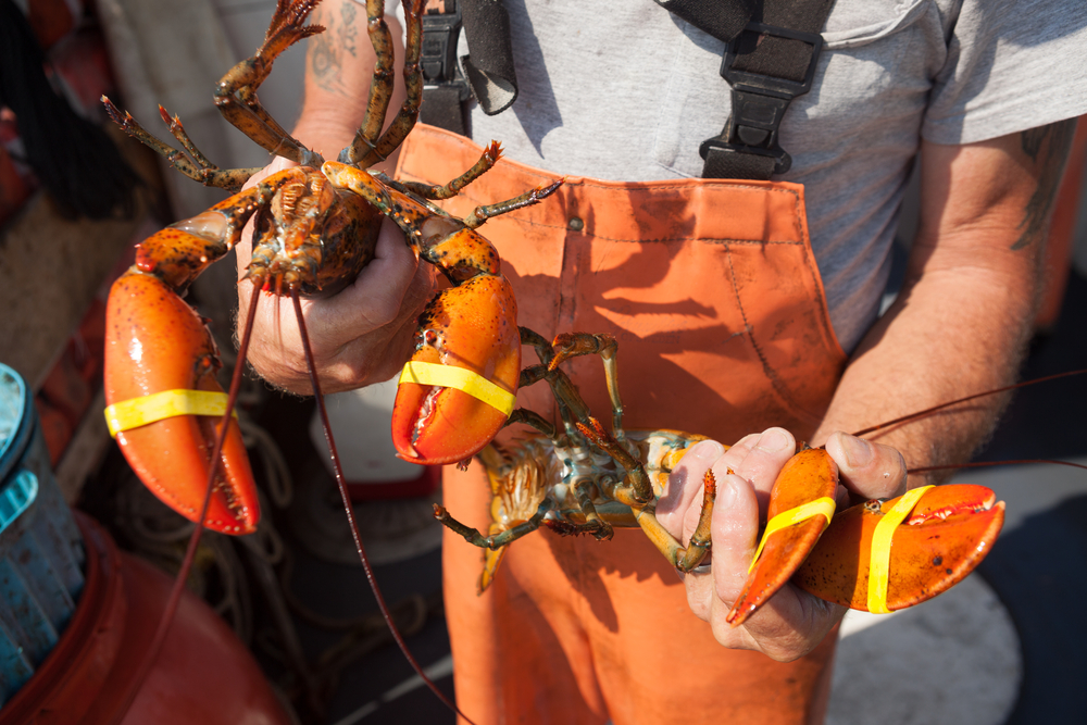 Lobster Prices Drive Improved Landings Value for Maine’s Fishing Industry