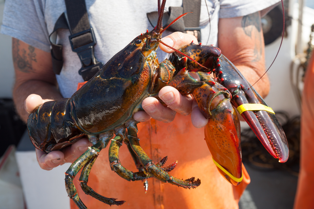 MSC Suspends Certification for Maine Lobster