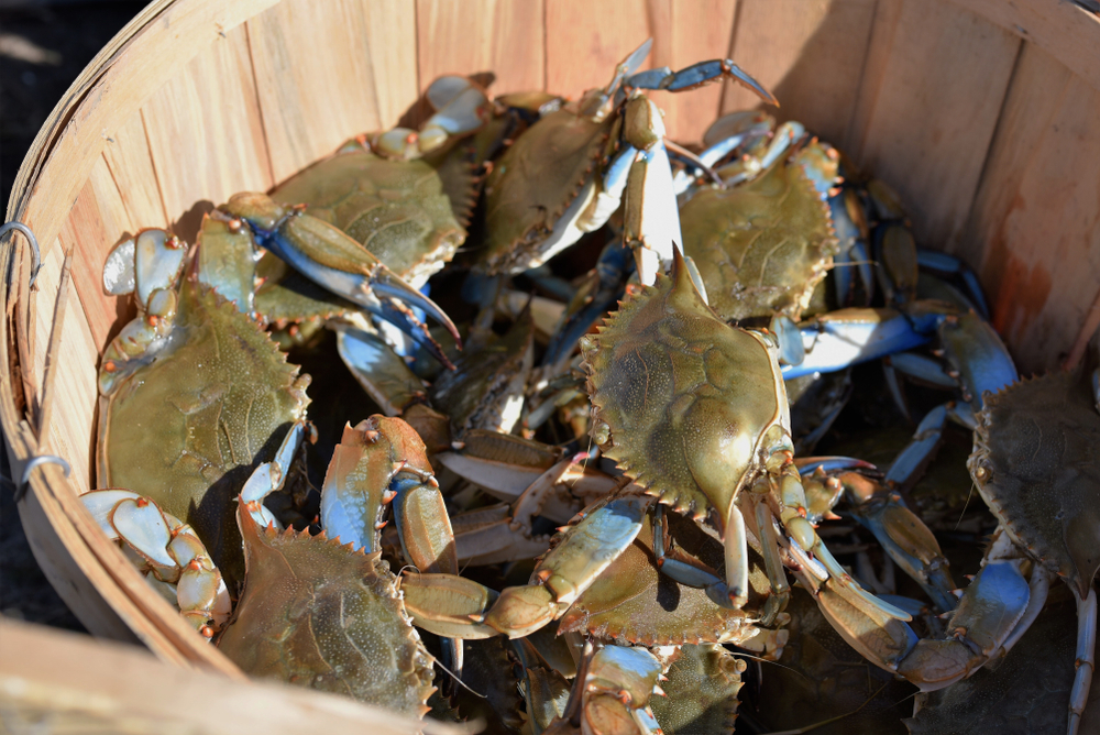 Tariffs and Labor Shortages Threaten to Crack Maryland’s Crab Industry