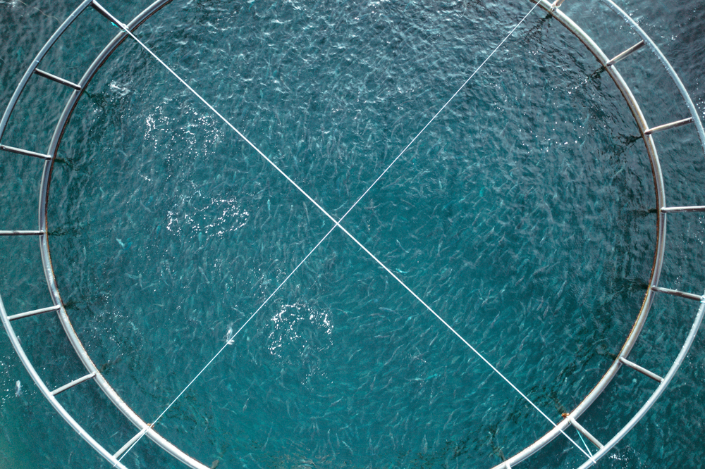US Aquaculture Groups Praise Bipartisan MARA Act, Citing Boost for Domestic Seafood Production