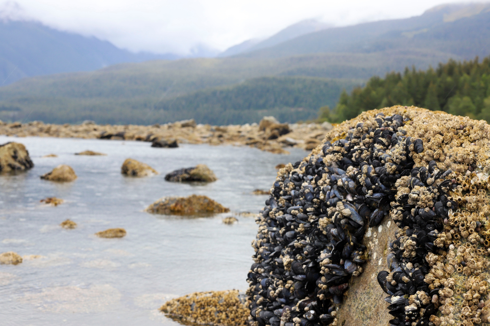 Alaska Shellfish Toxin Testing Project Halted During Federal Review