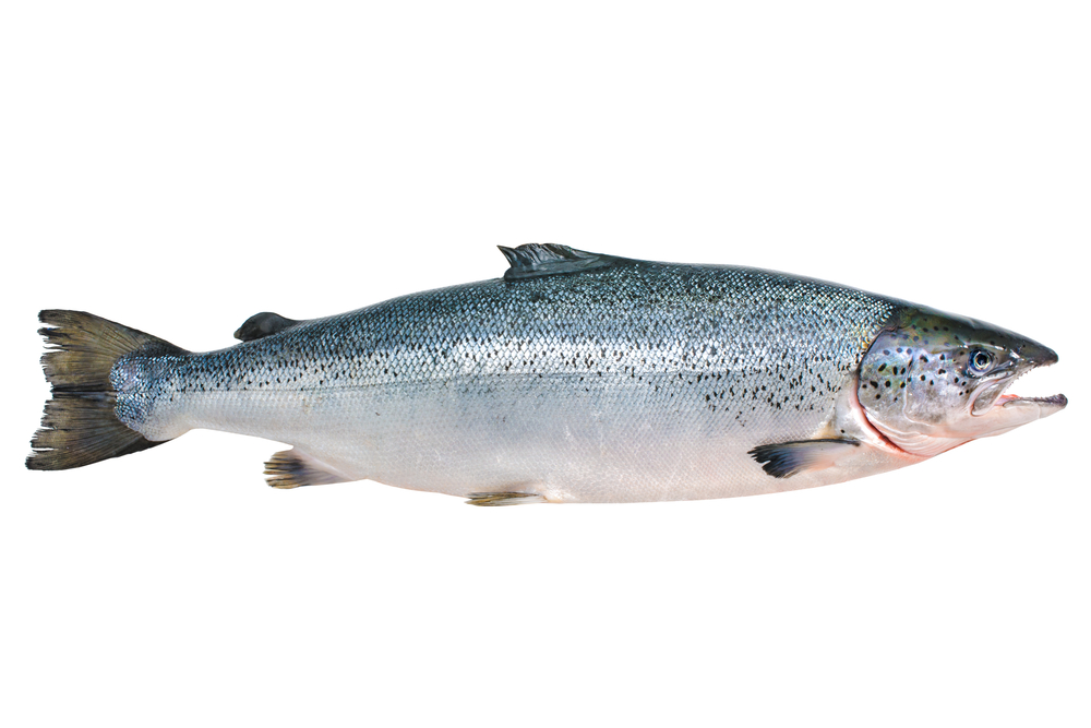 Maine: Developers Cut Back Plans for Bucksport’s Long-delayed Fish Farm