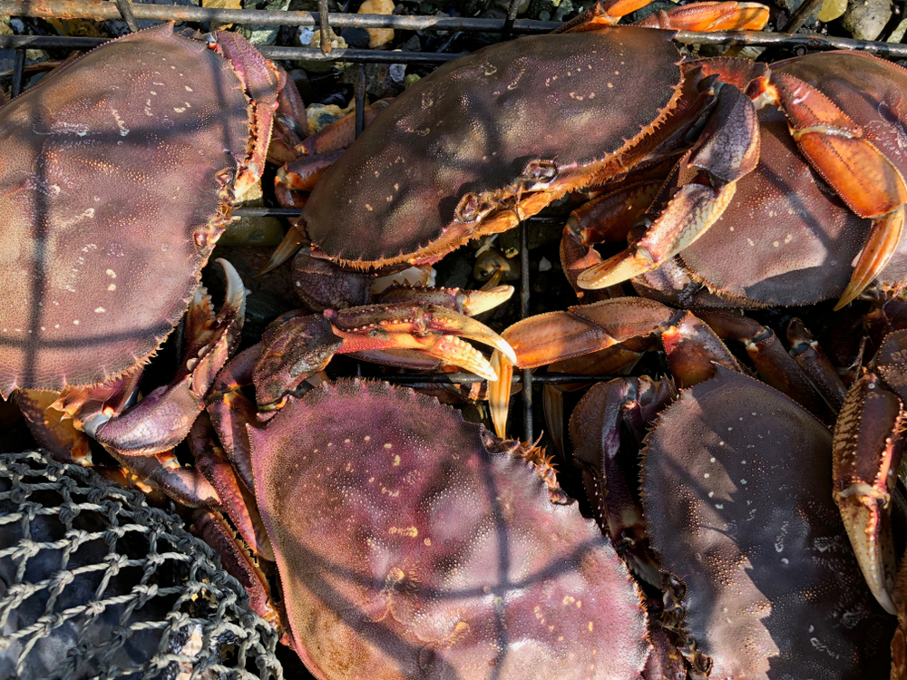 Crabbers Keep Grinding on Dungeness Season as Weather Stays Mostly Clear