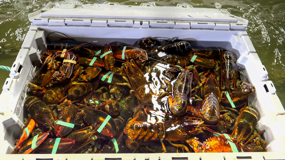 Monterey Bay Aquarium Seafood Watch Adds American Lobster, Canadian Snow Crab to Red List