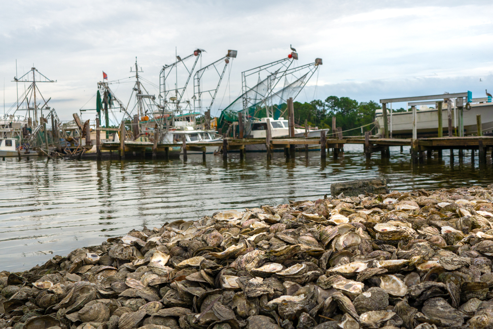 Alabama Department of Conservation and Natural Resources - Oyster Season Closes on December 31