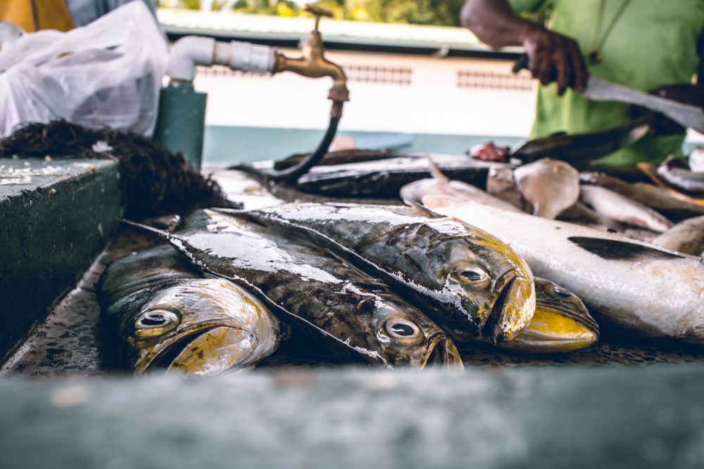 Trinidadian Fishers Fear Getting Caught in the Crossfire Amid Trumps Caribbean War on Drugs