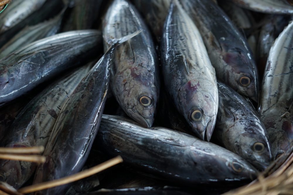 NOAA Highlights US Leadership at IATTC; Advances Tuna Management and Data Initiatives