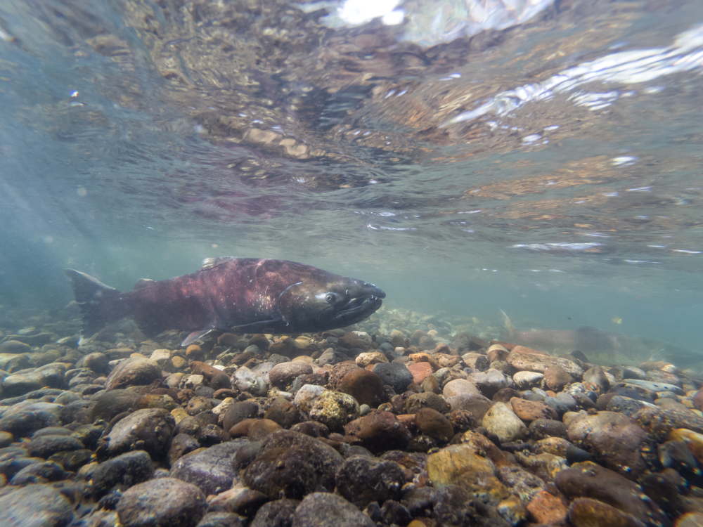 US, Canada West Coast Fisheries Get Boost from Pacific Salmon Funding