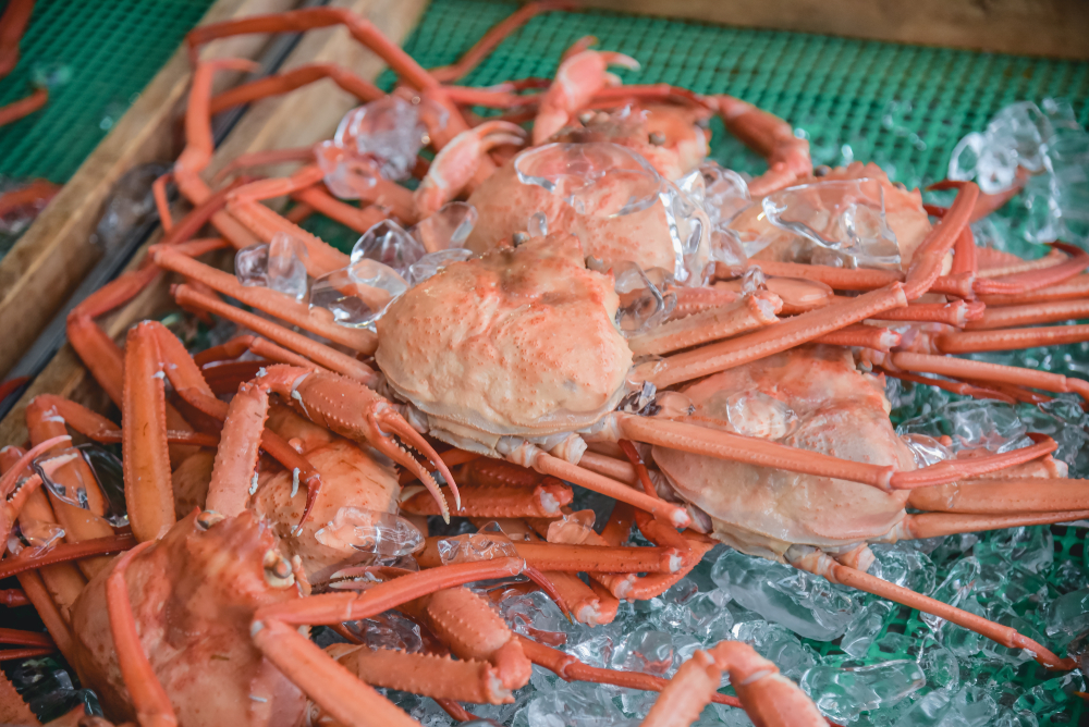 Russian Snow Crab Weakens to $19 Per Kilo at Busan’s 4th Auction