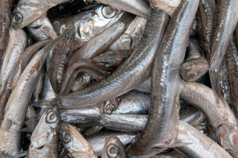 Scientists Recommend Zero Capelin Fishing in Barents Sea for First Time Since 2021