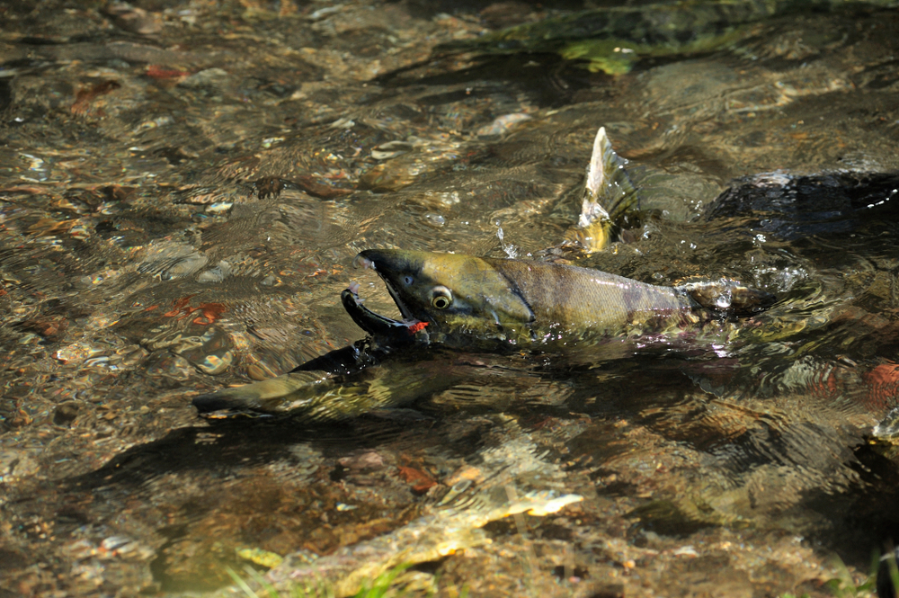 Hokkaido Fall Chum Landings 12 Million Fish, 25% Short of Last Year, Value Up 17.5%