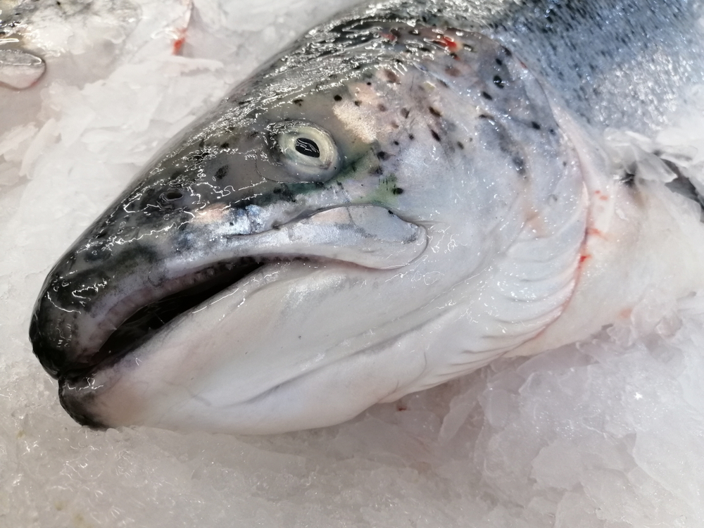 Sea Lice Outbreak Strikes Mowi Newfoundland Farms Again, 470,000 Fish Die