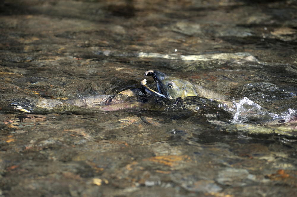 Hokkaido Fall Chum Fishery at Critical Levels; Catch Halved, Landing Prices Skyrocket