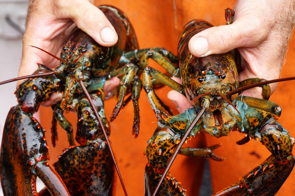 Lobster Industry and Others Respond to Red Listing: ‘Counterproductive’ and ‘Flat Out Wrong’