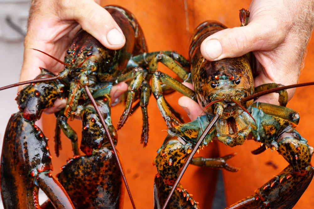 Monterey Bay Aquarium Seafood Watch Program Proposes Adding American Lobster Fishery to Red List