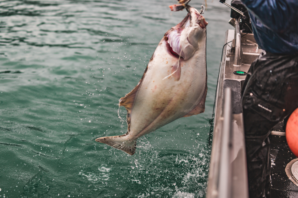 IPHC Cuts Pacific Halibut Catch Limits By More than 15% Coastwide for 2025